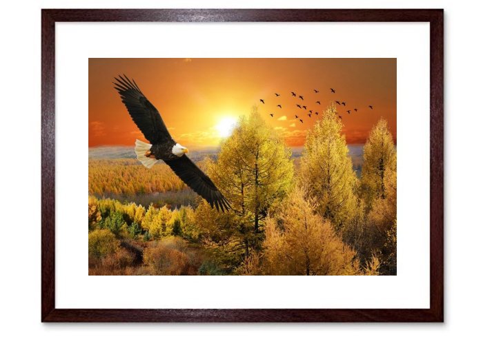 Eagle Sunset Landscape Trees Sky Nature Birds 
